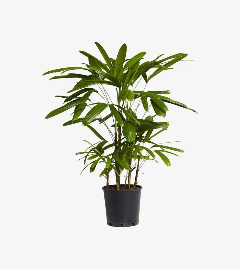 Alocasia Sarian – Elephant Ear Hybrid Plant 1