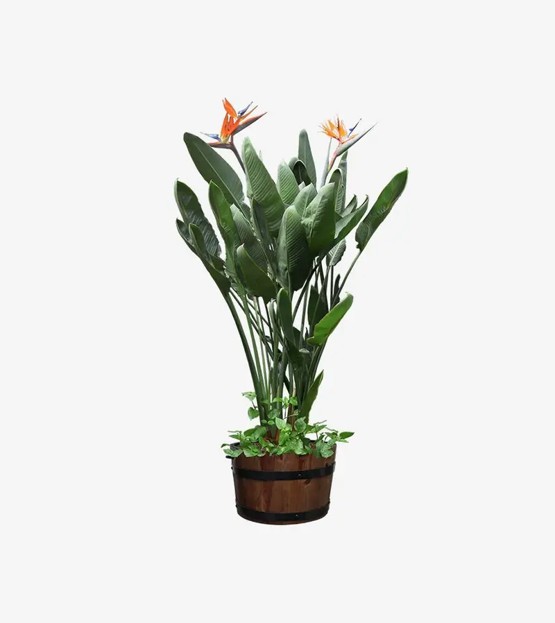 Calathea Magic Star – Star-Shaped Leaf Variety 1