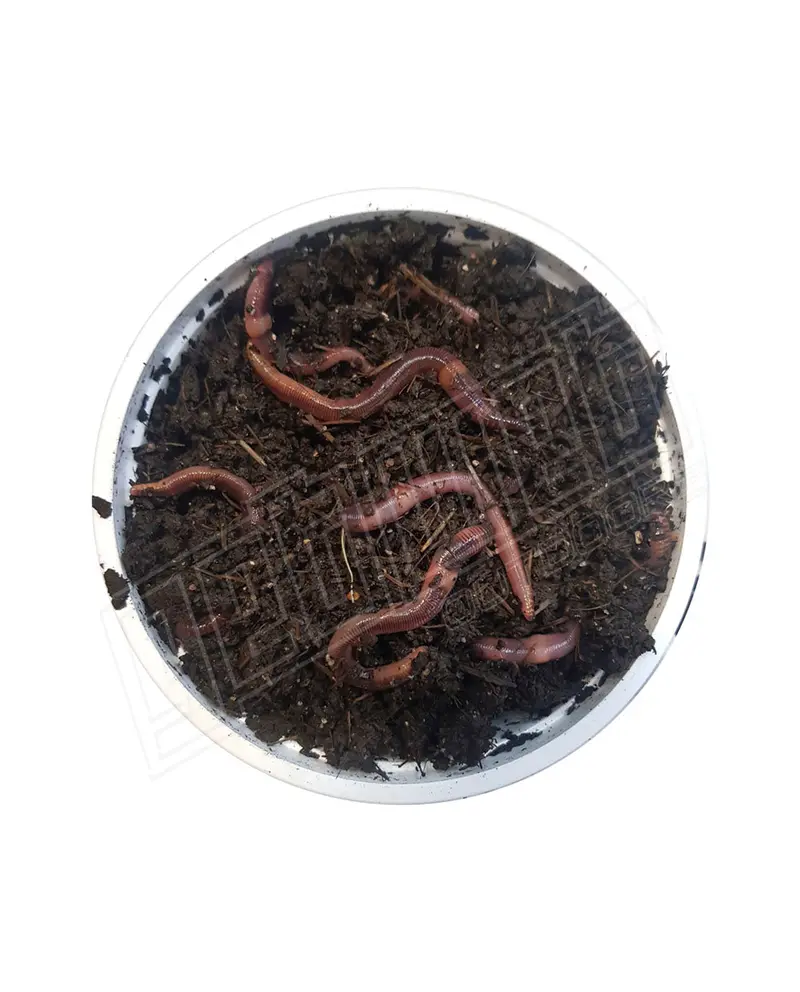 Fresh Live Worms – Tub Pack For Bait Fishing 1