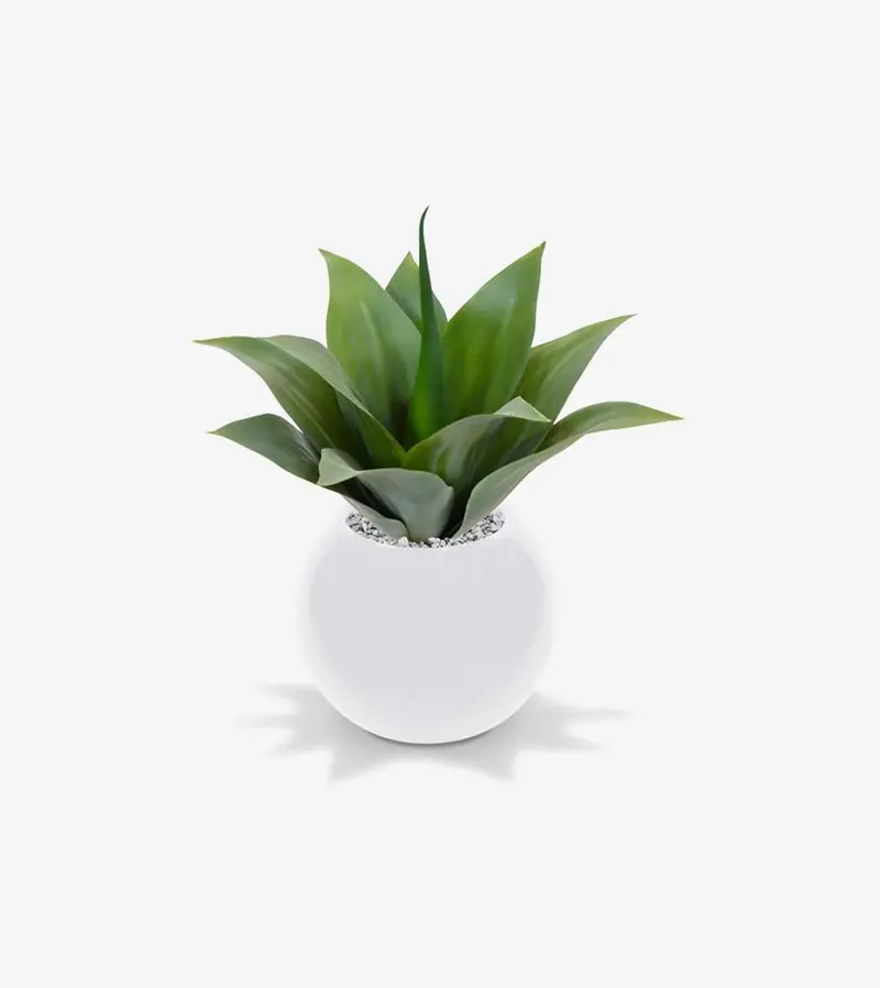 Sansevieria Kirkii ‘Friends’ – Curved Leaf Snake Plant 1