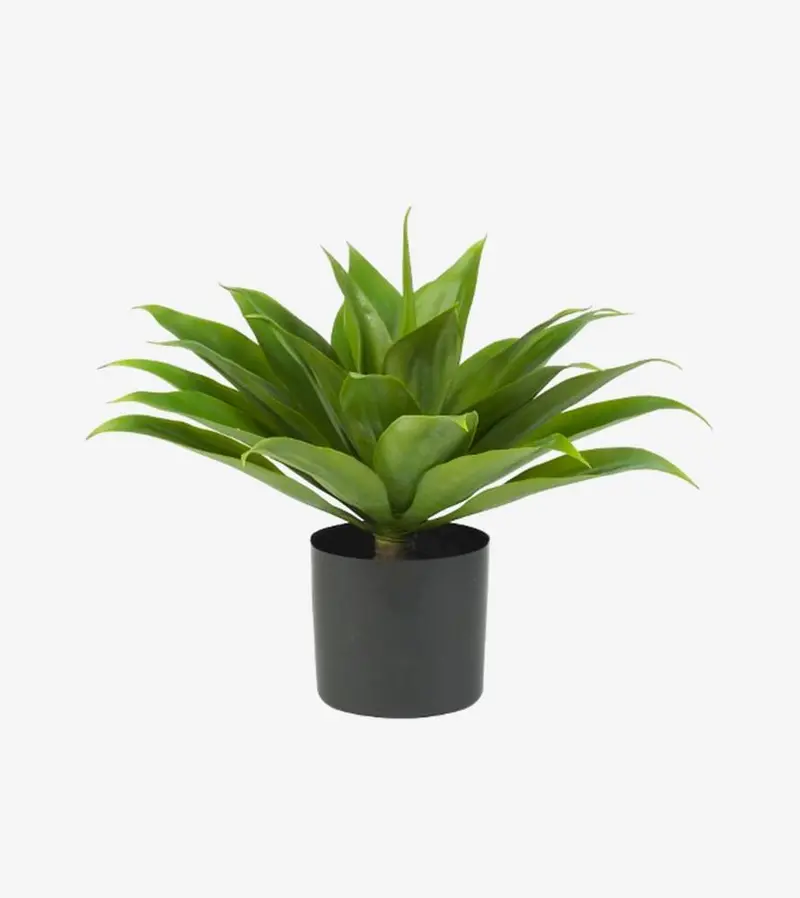 Sansevieria Kirkii – Sculptural Desert Plant 1